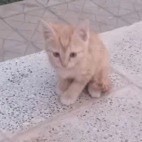 سلام چنتا بچه گربه‌ خونگی