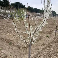 زمین-با-کاربری-باغ