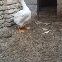 قوغاز خالماگور