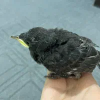 جوجه مینا