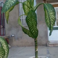 گل و گلدان در شهرک بلوردی