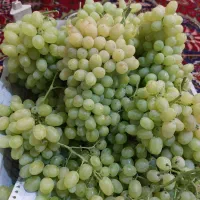 انگور خلیلی شیرین