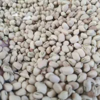 لوبیا