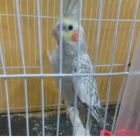 عروس هلندی