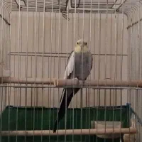 عروس هلندی گم شده