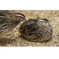 جوجه بلدرچین