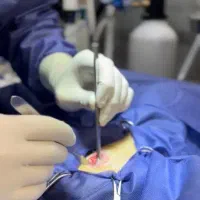 طرح ویژه عقیم سازی سگ و گربه