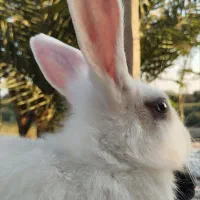 خرگوش دستی معاوضه با عروس هلندی
