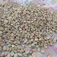 باقالی