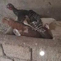 بوقلمون