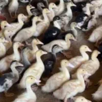 اردک پکنی 22 روزه فوقالعاده
