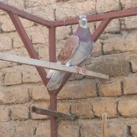 پلاکی