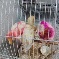 جوجه مرغ و خروس