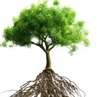 خدمات مهندسی گیاهان اپارتمانی و فضای سبز و باغات