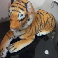 ببردکوری