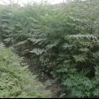 نهال زیتون تلخ