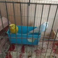 مرغ عشق