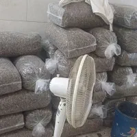 پخش تخمه