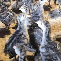 برنز سینه پهن