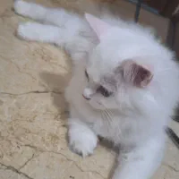 گربه|گربه|تهران, نازی‌آباد|دیوار