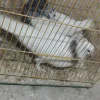 ی جفت طوقی خوشگل