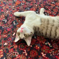 گربه نر بانمک