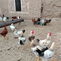 خروس جوان
