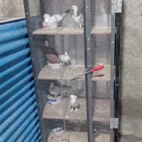 جفت کن چهار طیقه