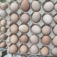 تخم مرغ محلی گلپایگانی