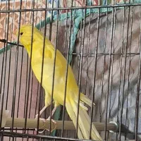 سهره و ۵عدد قناری و یک سهره خاکی روانی ویک لپ سفید|پرنده|شیراز, گویم|دیوار