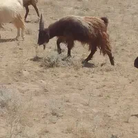 نربز خلو