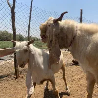 فروش نر بز گلابی و بره شیرازی