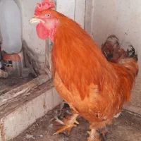 خروس برهما.خوش رنگ