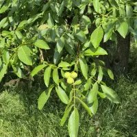 فروش-تهاتر-باغ-در-شهر-فیروزکوه-روستای-اندریه