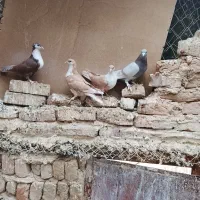 همه جوانه ریش نر ماده