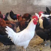 مرغ و خروس محلی برای خون وچشم زخم ودفع بلا