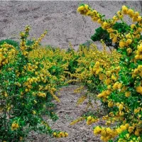 زمین-کشاورزی-دشت-بجد