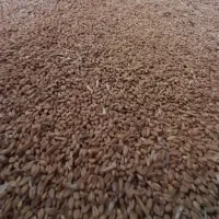 فروش گندم