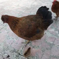 فروش تعدادی مرغ محلی تپل