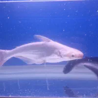 ماهی|ماهی|اصفهان, خواجه عمید|دیوار