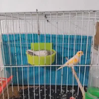 قناری جفت مزاییکی با تخم