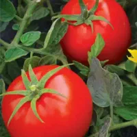 دستگاه تمام استیل ابگیری  گوجه فرنگی
