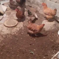 ۵عدد مرغ جوان دم تخم