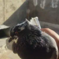 کفتر پرشی و طوقی قیمت مناسب