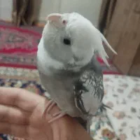 عروس هلندی