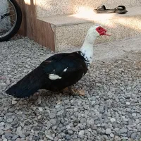 اردک اسرایلی نر بزرگ