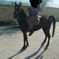 فروش ۳ عدد اسب کرد