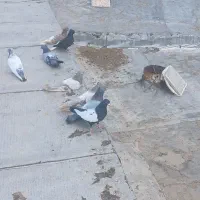 ده تاکبوتررنگی به فروش
