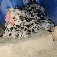 تخم نطفه دار گلین