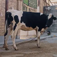 گاو نوعر آبستنی